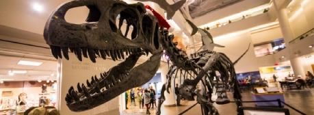 A large dinosaur skeleton is displayed in a museum exhibit, with visitors visible in the background.